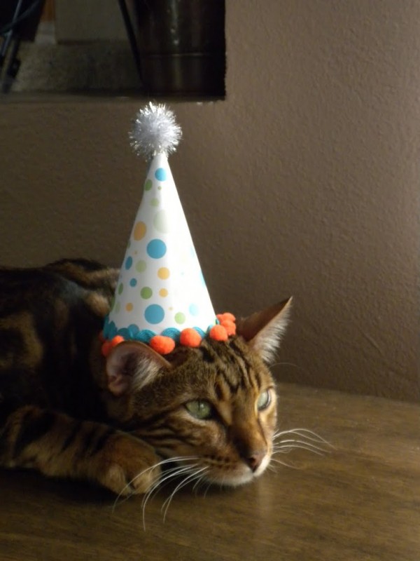 how-to-make-a-birthday-hat-for-your-pet