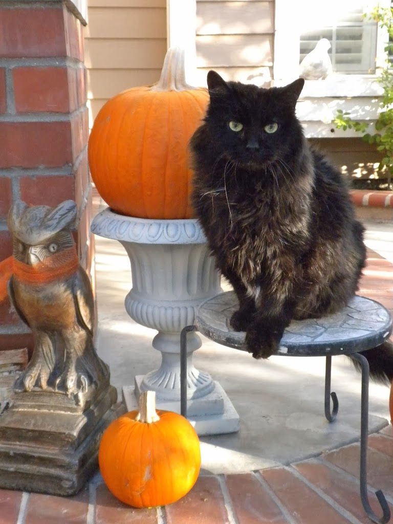 Halloween Black Cats