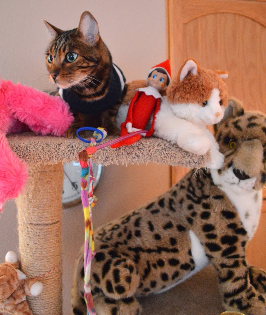 Elf on the shelf cat shop