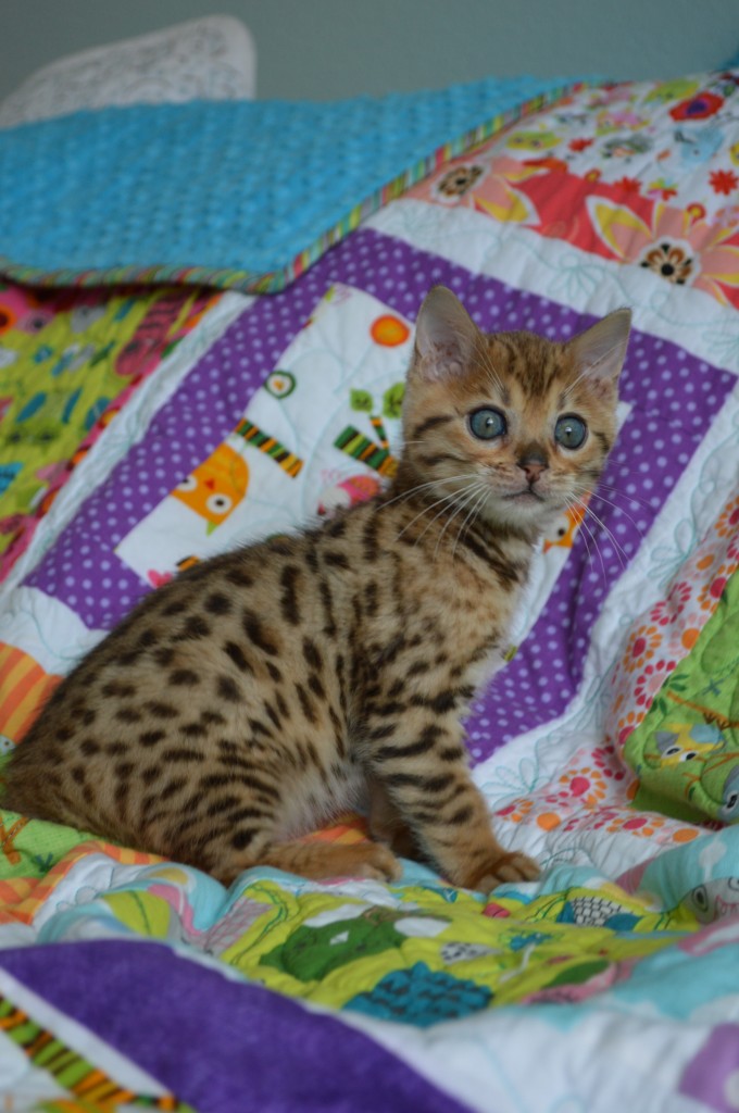 bengal kitten 10