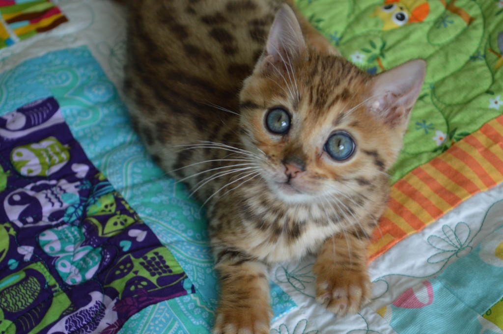 bengal kitten 11