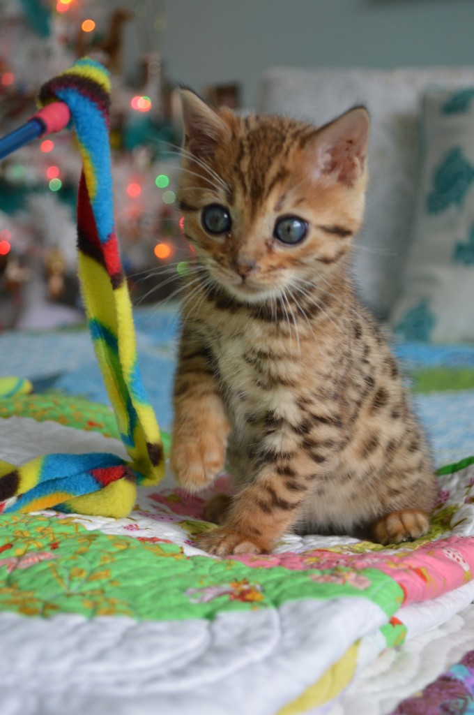 bengal kitten 2