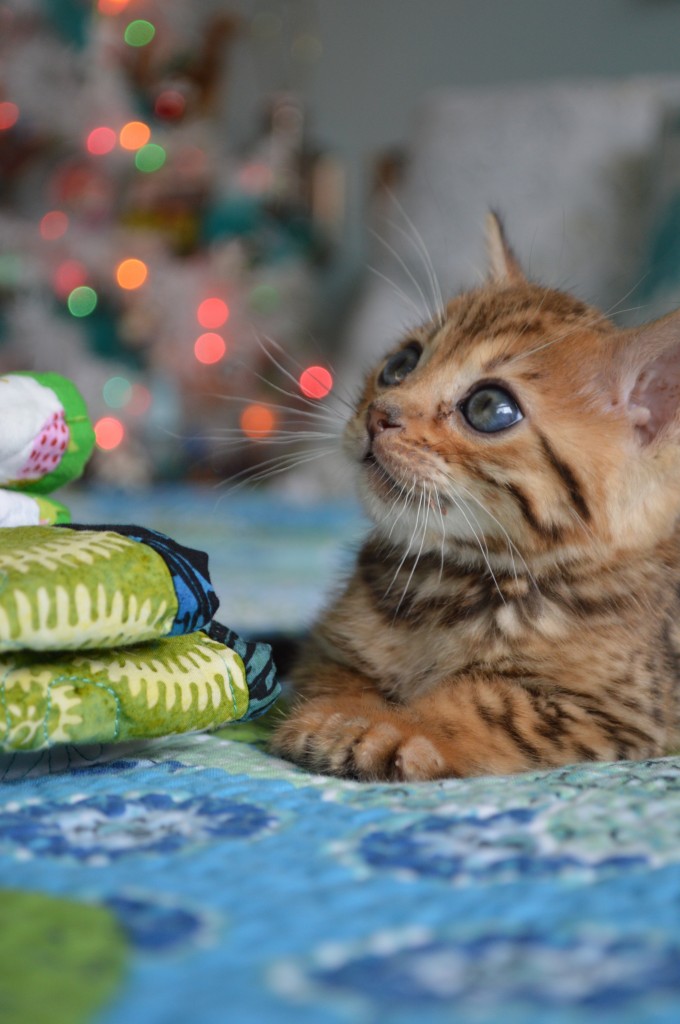 bengal kitten 3