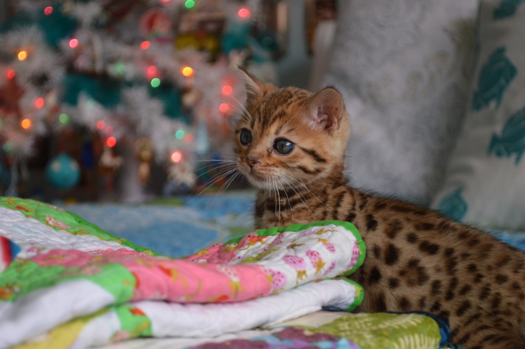 bengal kitten 4