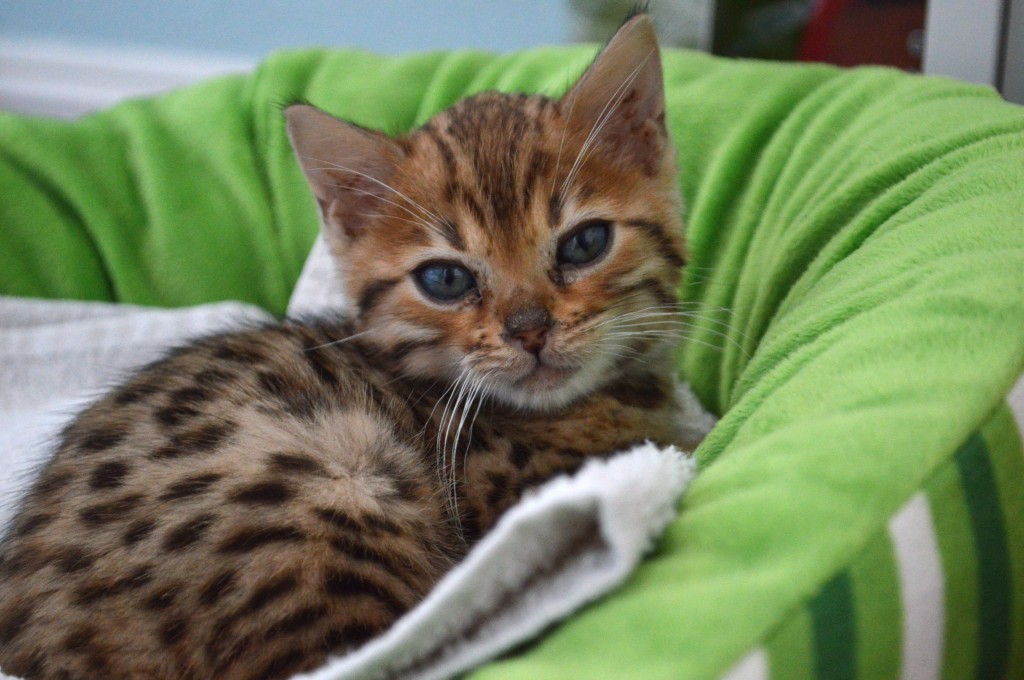 bengal kitten 5