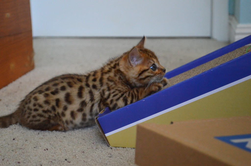 bengal kitten 8