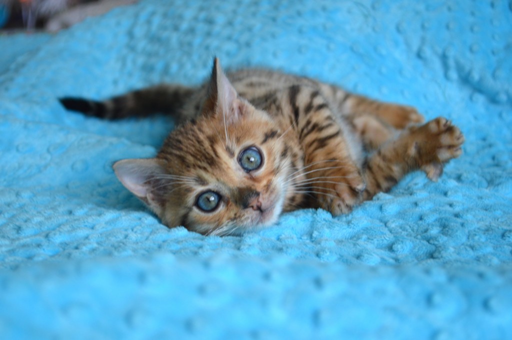 bengal kitten 9