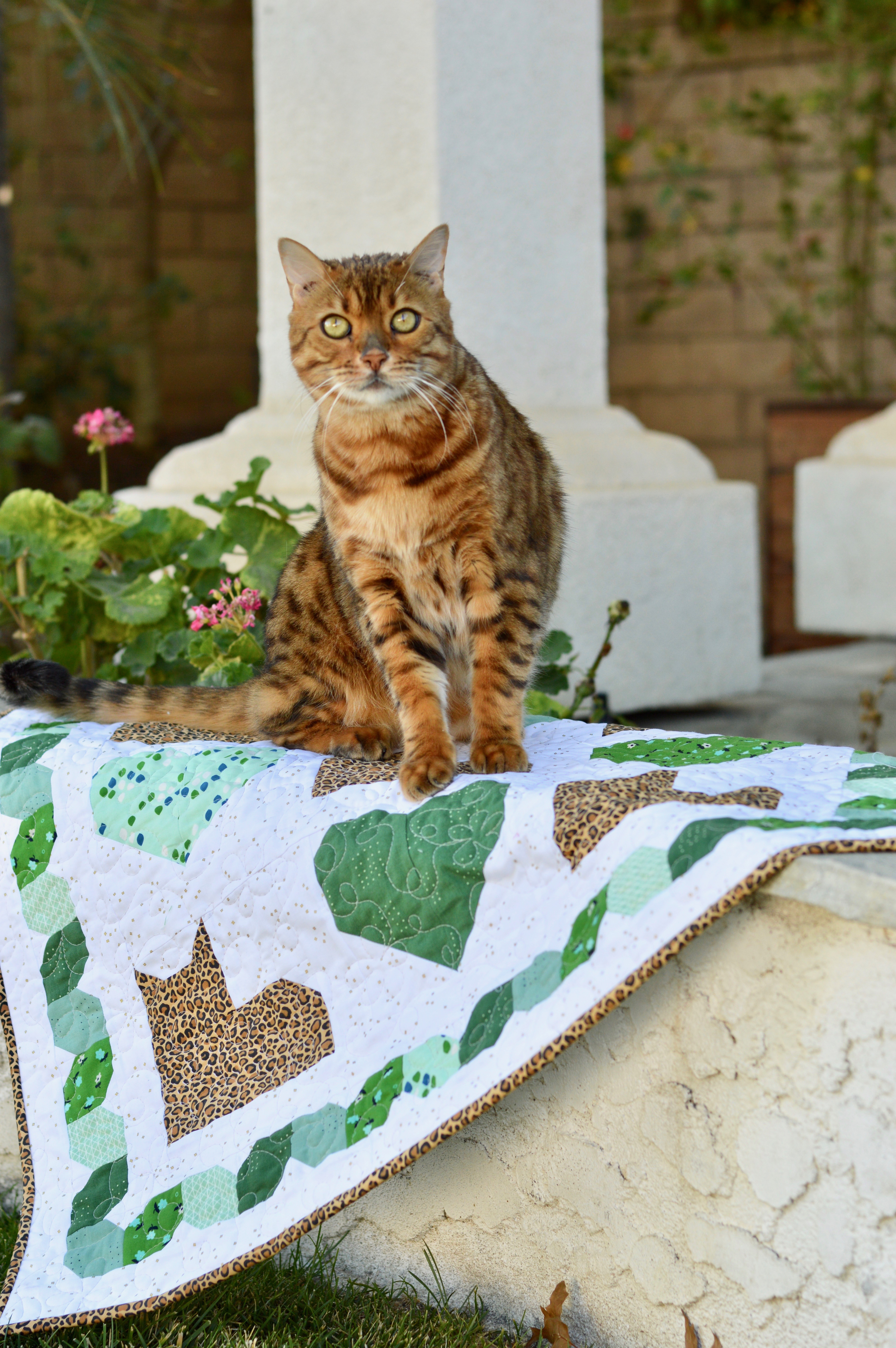 cat on quilt