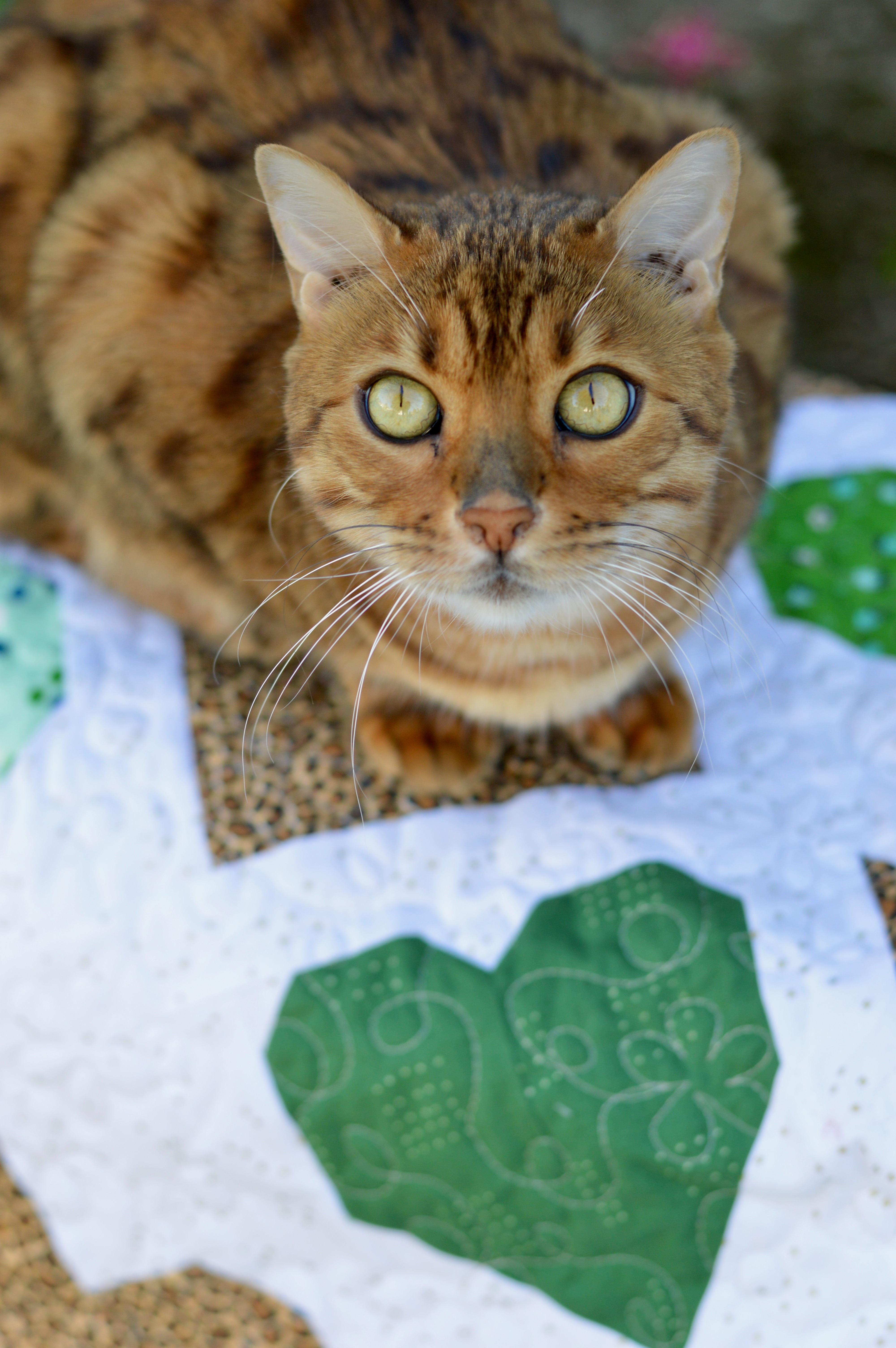 cat quilting