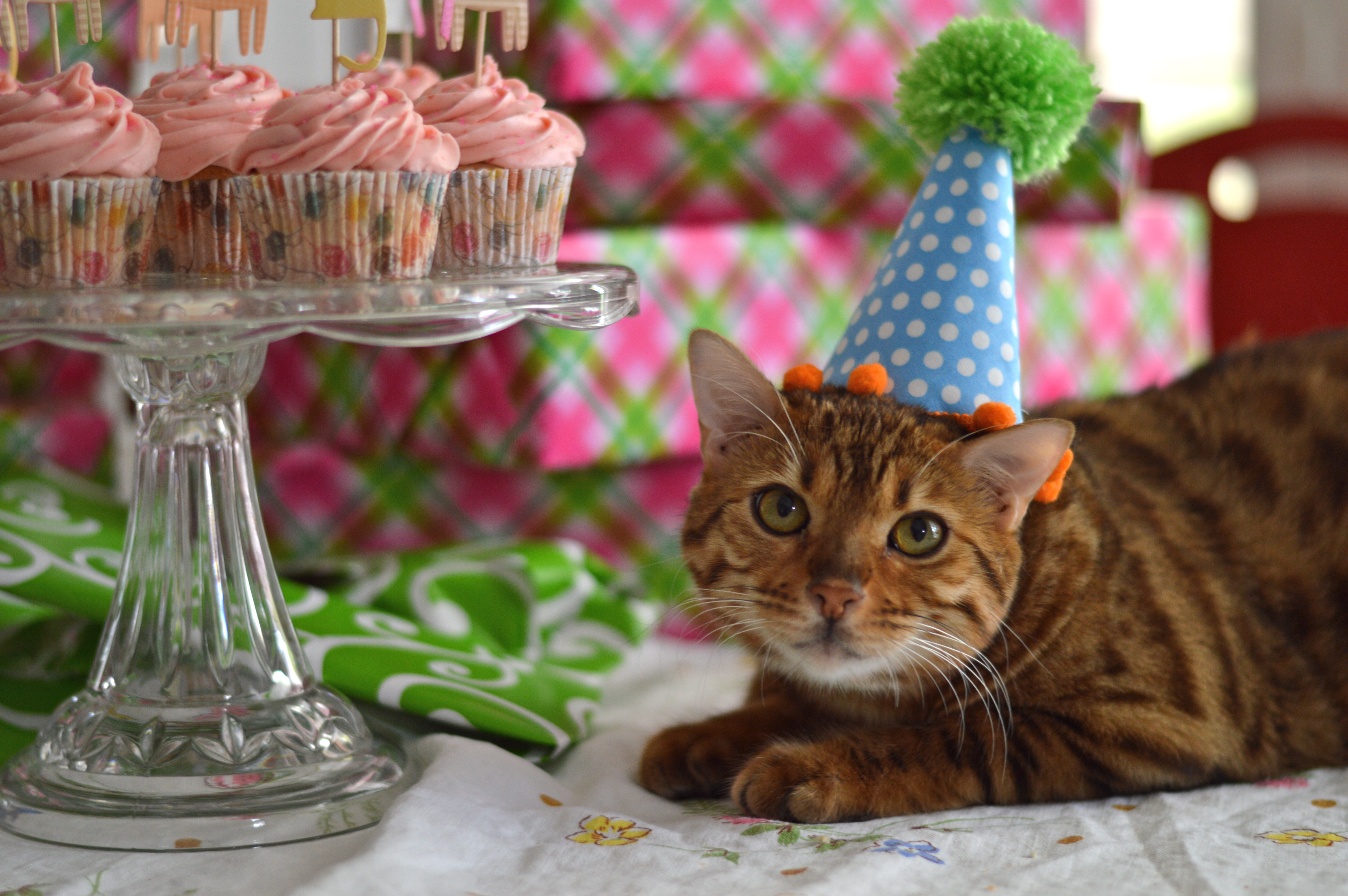 День рождения кота песня. С днем рождения кот. С днем рождения кошечка. С днём рождения с котиками. Праздничный котик.